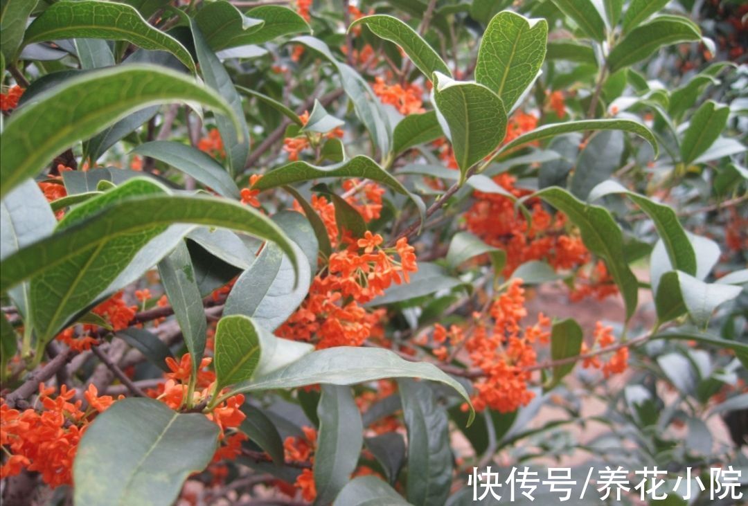 浇水|9月桂花还没开,给它多做3件事,很快就能开花,香飘满园