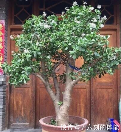 吴大妈把叶子“插花盆”,5年后,养成花树,开满花,清新又漂亮!