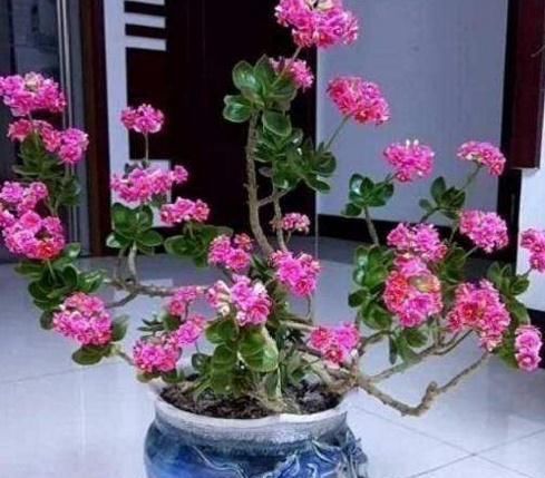 玉树|长寿花教你一招，老桩来的快，开的花也多，现在养护正当时