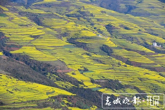 罗平迎来高光时刻 百万亩油菜花开出千万种姿态