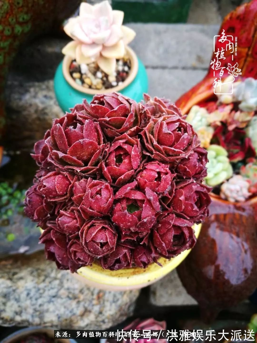 橙梦露|笼子里露养的多肉，越养越美！有多肉的日子伴着小确幸！