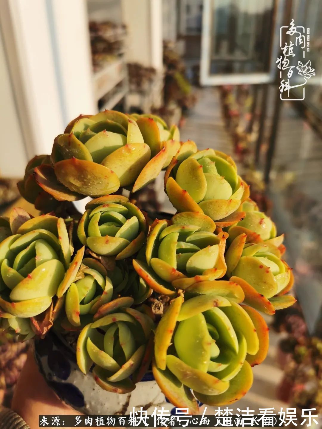 三色堇|懂得珍惜的人,才值得拥有更多美好的事物!养多肉也是如此!