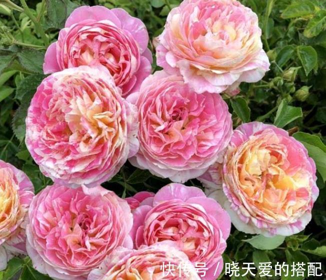 盘点十款经典月季花，每一款都是颜值搭档，总有一款深得你心