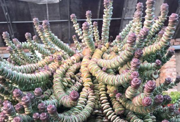 钱串景天、星乙女，多肉里的吉祥物，好看好养，还能招财！