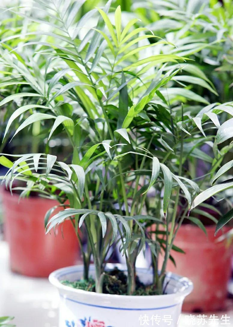 1种绿植适合冬季客厅养，清新空气效果好，美观大方，养起来简单