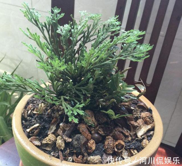 叶片|叶片独特的1种“野草”,在悬崖边生长,拔1棵就少1棵,珍贵!