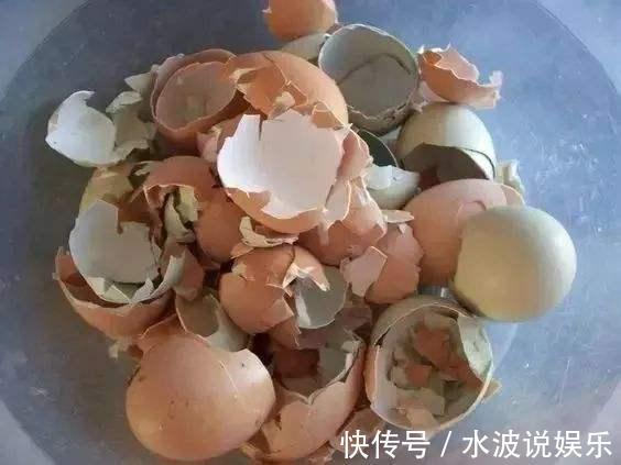 瓦块|高手养花的3个“法宝”,不烂根不黄叶,比啥土、啥肥都好