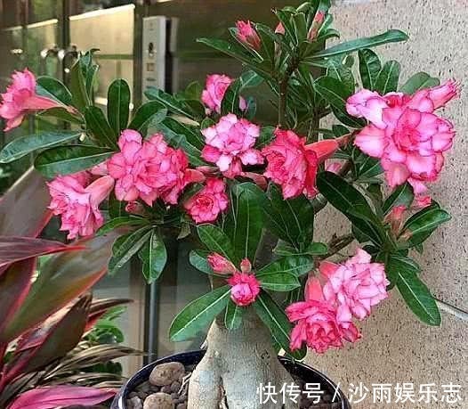 黄连|喜欢菊花养盆“它”，皮实好养，一年四季可入手，5月开到10月