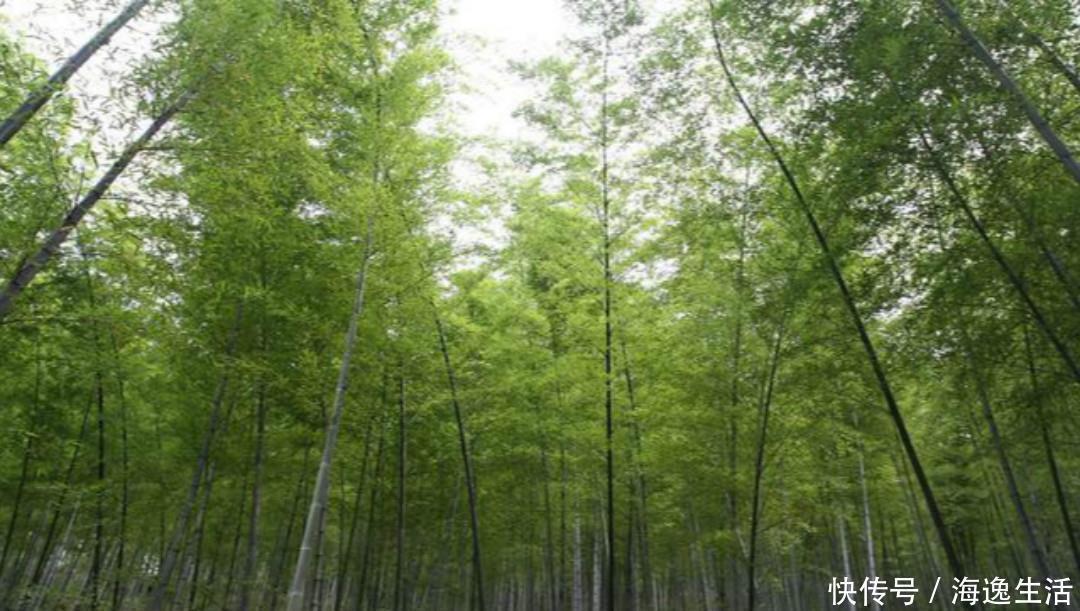 意境|王维最有意境的一首诗，只有短短的20个字，但是胜过了千言万语