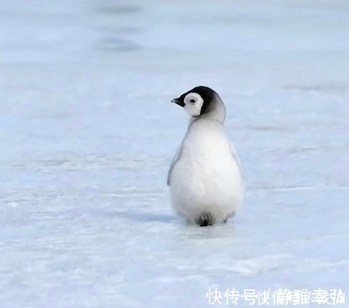 |幽默笑话:叔叔,你觉得我姑姑能生出我这么漂亮的闺女吗?