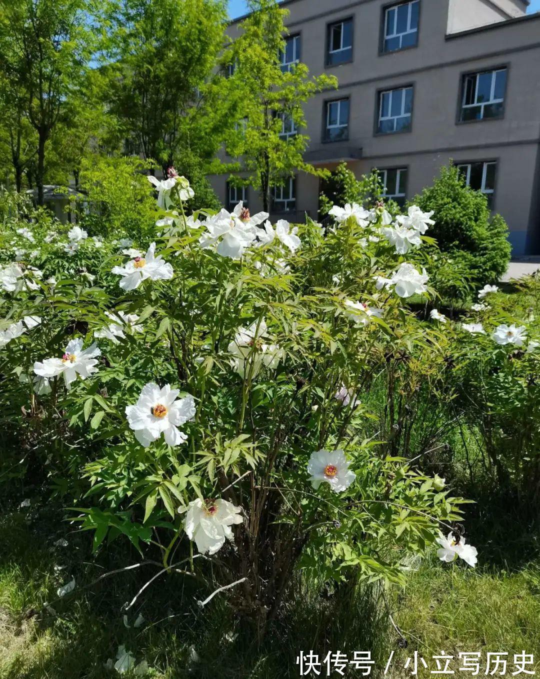 洋朱|缺德商贩，把“绿化草”包装成“进口花”来卖，上当的人真不少