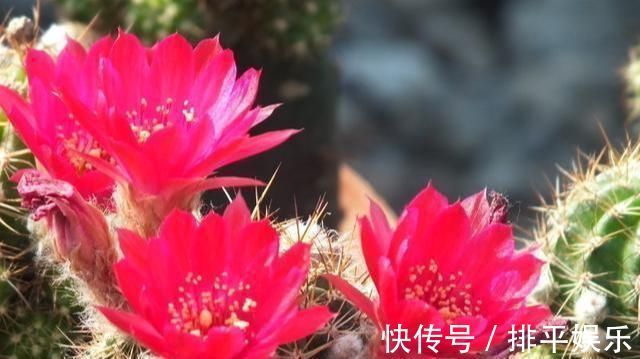 氮肥|想让仙人球开花,就靠一个“虐”,憋出一窝花芽,养成繁花小老桩