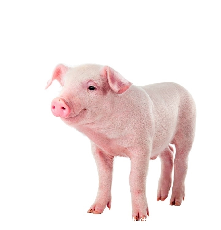 猪叫|明朝皇帝姓朱,“猪”与其同音,那么明朝的猪叫什么?