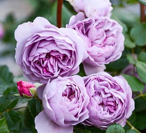  少见|最浪漫的月季，花色少见，花量巨大，多季节重复开花，非常受欢迎