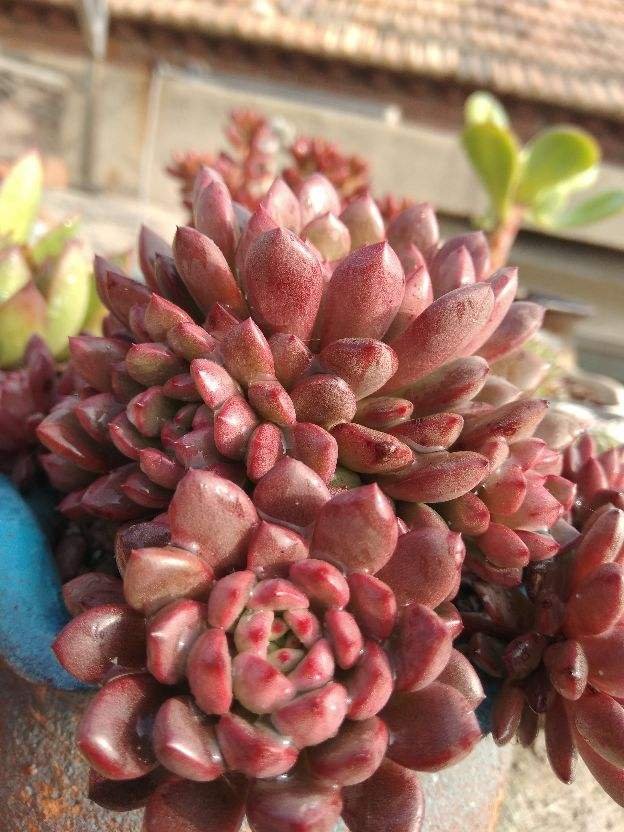 多肉多晒晒，越晒越红火，颜色鲜艳如宝石