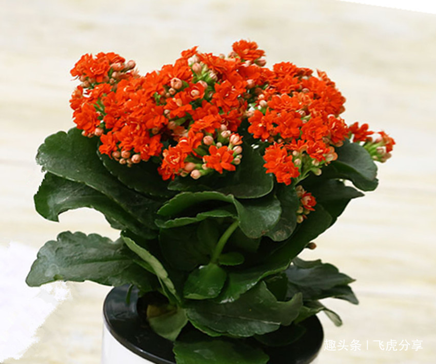 养花土发硬枝叶长的慢叶子发黄根系腐烂教你几招全解决