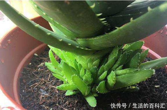 浇水|这四种绿植,十天半个月可以不浇水,爆芽、疯长到盆都装不下!