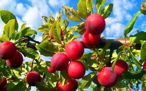 蒲公英|想长寿要先会吃，三种食物换着来，益气清肠，滋阴润肺