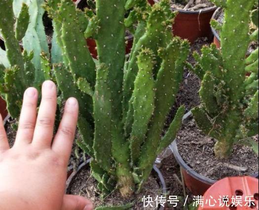 郁郁葱葱|“千手观音”仙人掌，名不虚传，掐个侧芽，快速长出“千片掌”