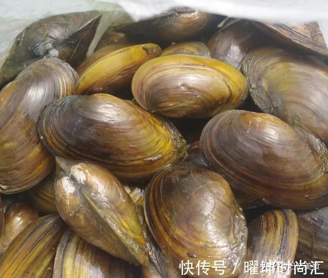 河蚌|回到家乡寻找儿时的味道,乡间的气息,曾经的美味