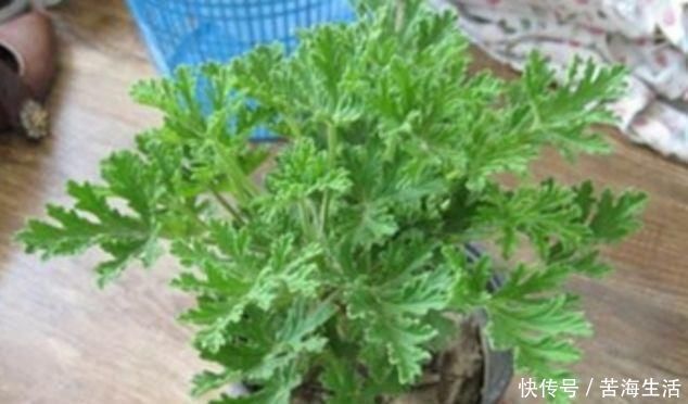 这4种植物是“蚊子克星”，随便在卧室摆一盆，夏天“不用愁”
