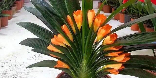 废油|君子兰长势差,盆里倒上“三废渣”,根系有劲,次月涌现“群花”