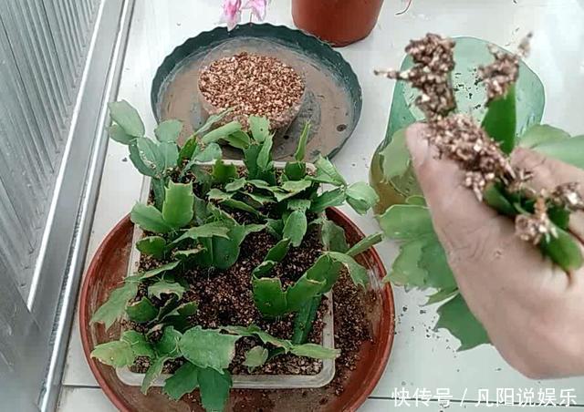扦插“蟹爪兰”，生根后快“挪窝”，挪一棵爆一盆