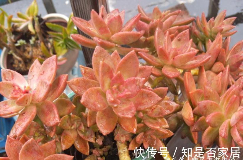 多肉铭月皮实又常见，但养好了同样好看，我就喜欢这种好养的多肉