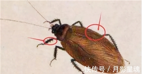 仰慕者|齐白石画两个鸭蛋,求画者恳求再加一个,他却抠门的加了一只苍蝇