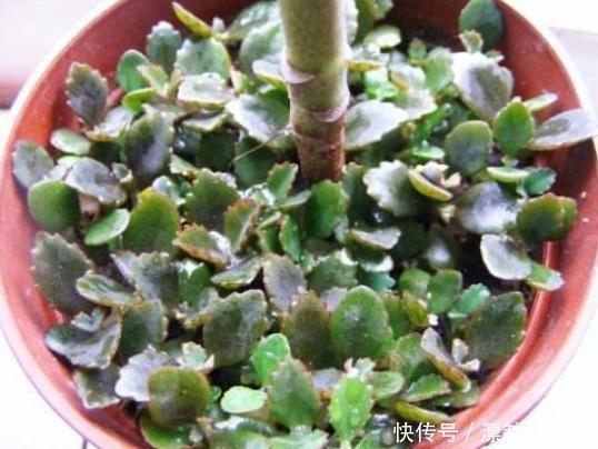 春天养“3种花”,叶子扔盆里,10天生根、发芽,养好能开花