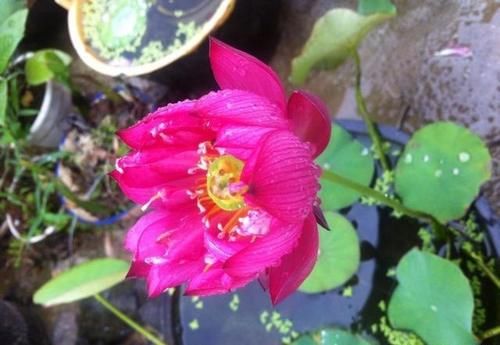 盆栽荷花怎么种？