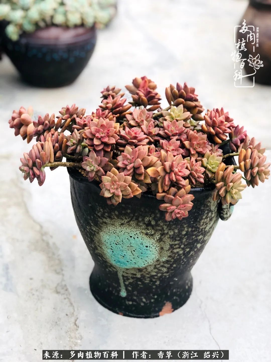 阳台上的一亩三分地，我愿与你一起，与时光媲美！