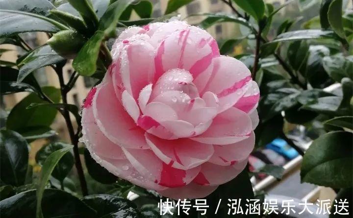 浇花|营养水家家都能做,不花一分钱,给花浇点就爆盆!