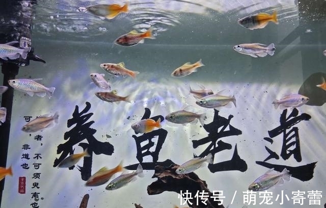 美人鱼|强烈推荐一种小众观赏鱼，欣赏效果很好，饲养难度极低