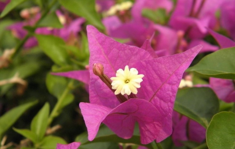 花友最喜欢的四种花卉,沾土就活好养护,开花爆盆很简单!