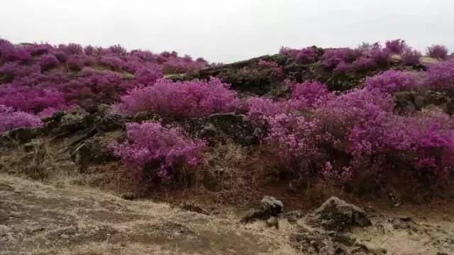 地下森林|镜泊史话：石头与花，诗和远方，你不知道的地质之美