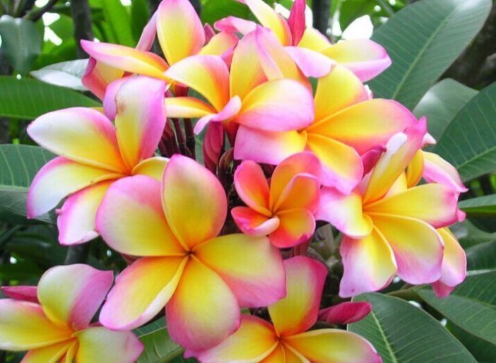 花海|4种花最喜欢夏天,不怕热,不休眠,越晒开花越旺,美成花海