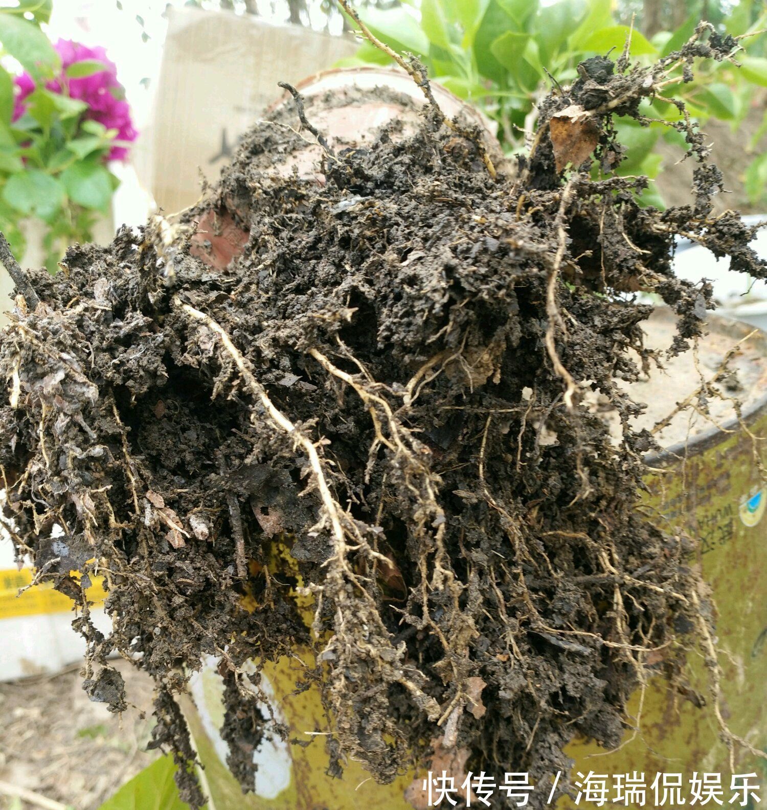 爆盆|三角梅控水后还是开花少又少只需一妙招，一个星期开花爆盆