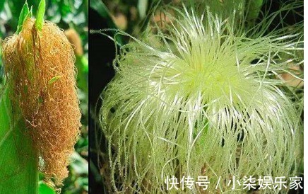 无花果|5种去胎毒食物,孕妈常吃,宝宝出生后不仅健康,皮肤也好