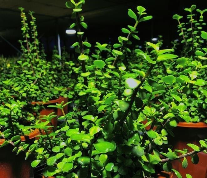 为了养花种菜,奶奶花160万买了郊区的别墅,3年之后,后悔了