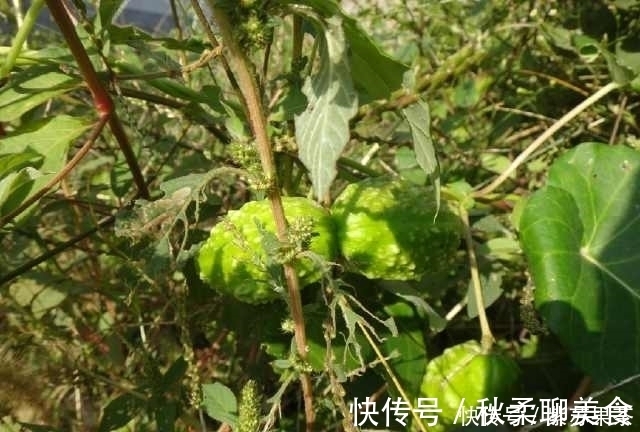 野果|灌丛中生长的野果,用手一掐乳汁直流,好多人叫不上它的名字