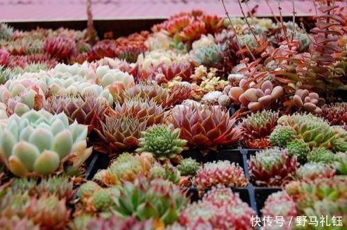 多肉|现在开始,养多肉植物给它浇一种水,一个月胖一圈