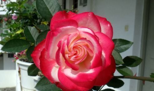 喜欢菊花,不如养“高端玫瑰”摩纳哥公爵,花型秀美,缭绕飘舞!