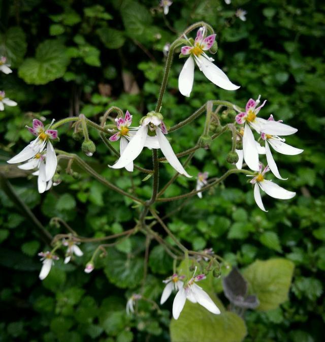 生命力顽强的花卉，能够在岩石裂缝处生存生长，有着超强的耐力
