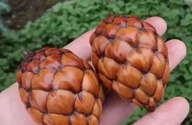 千丝菩提@盘点：十种小众文玩菩提，文玩圈的非主流，到底好在哪