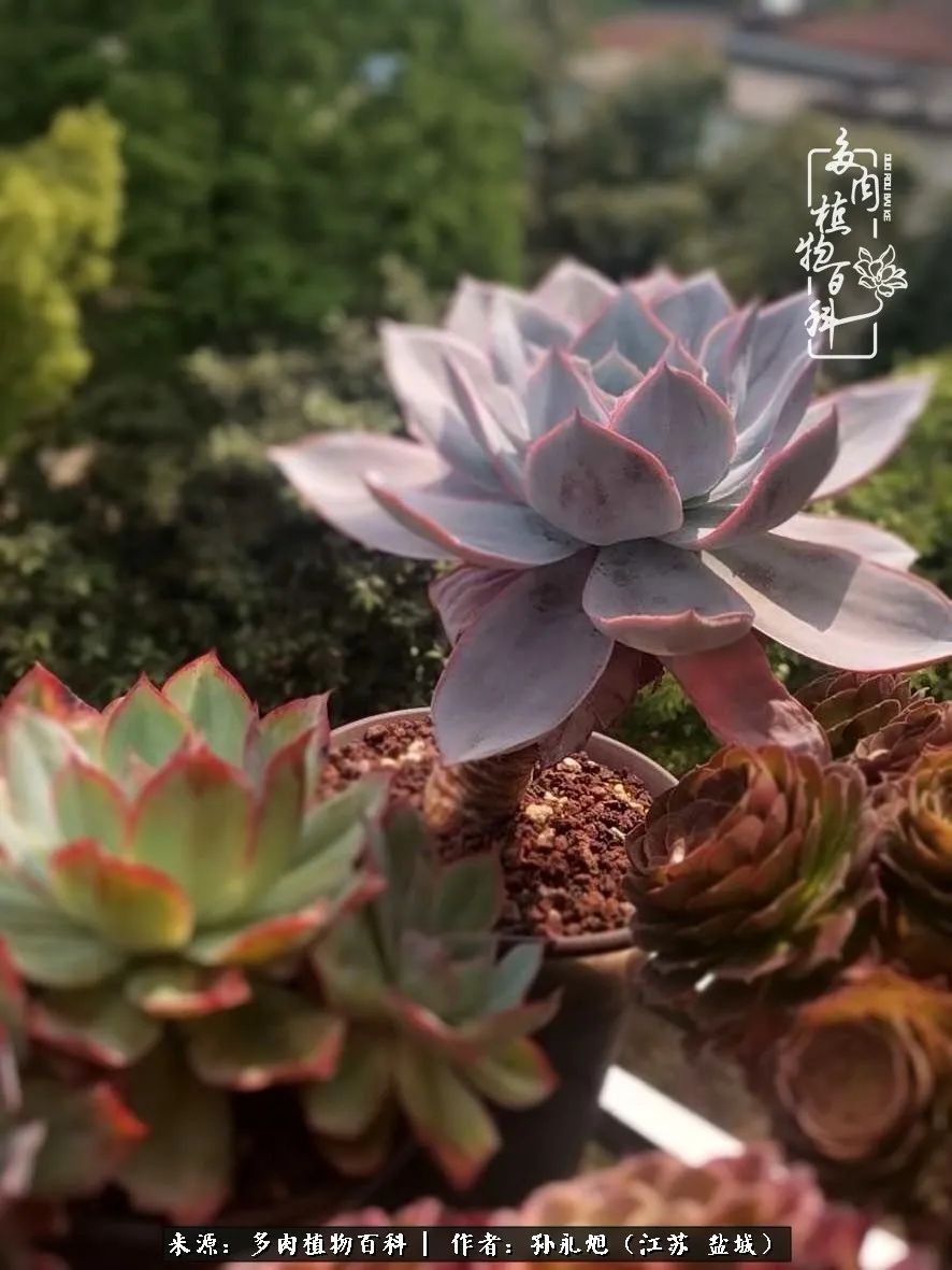 养多肉三年多九万里悟道,终归诗酒田园!