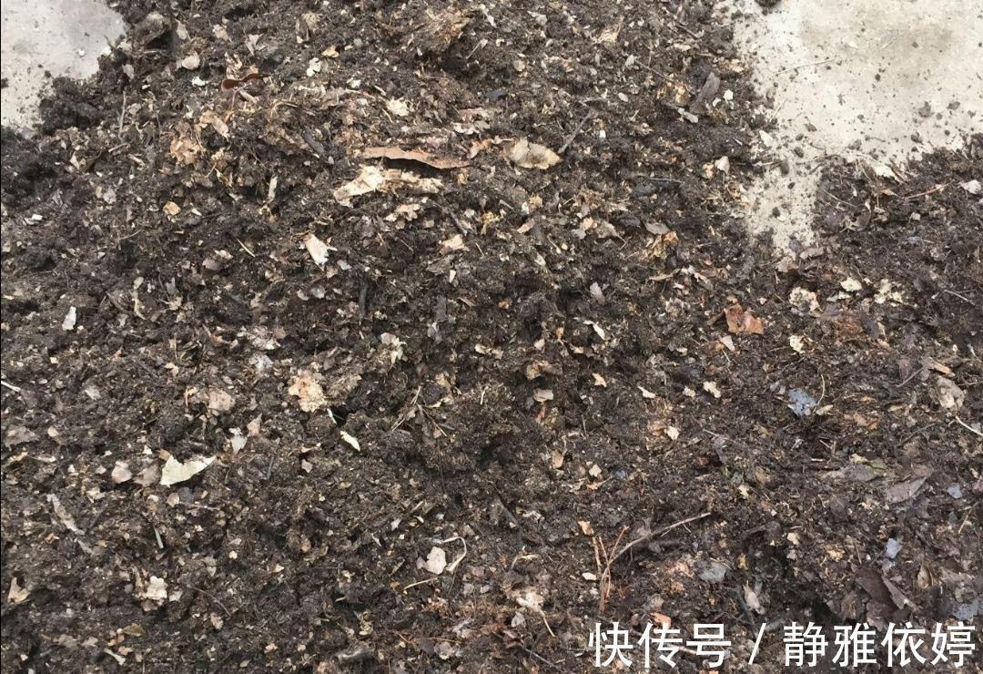 山上收集回来松针土,别直接拿来养花,先要简单处理