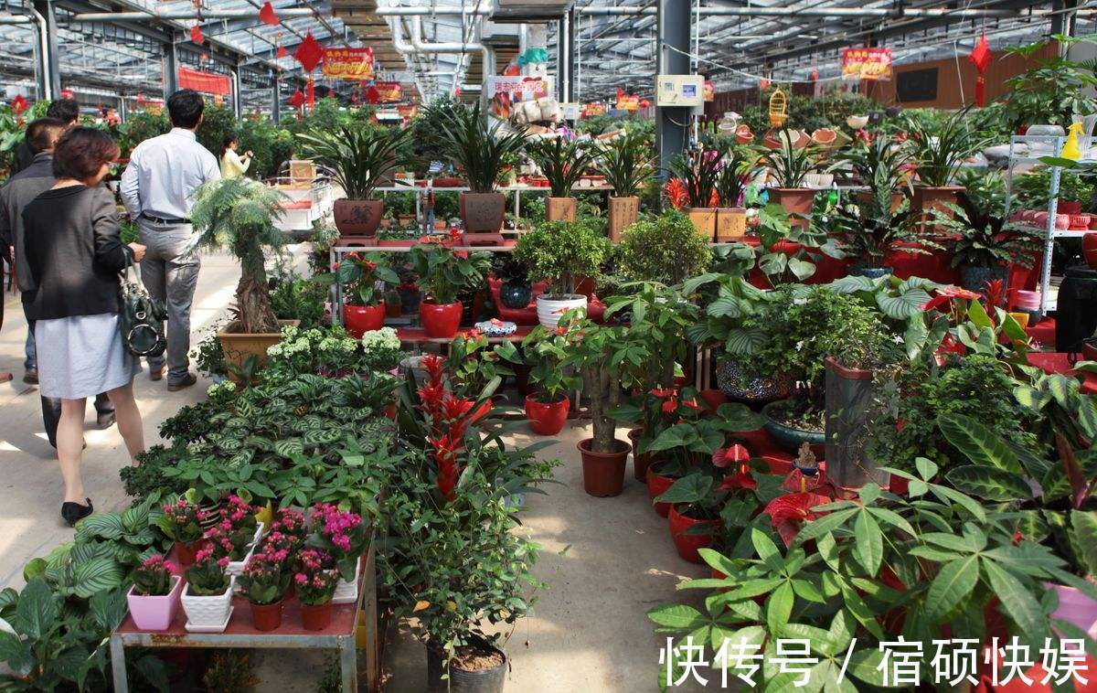 养花过来人提醒,去花市买花,此“3种”花,再便宜也别带回家