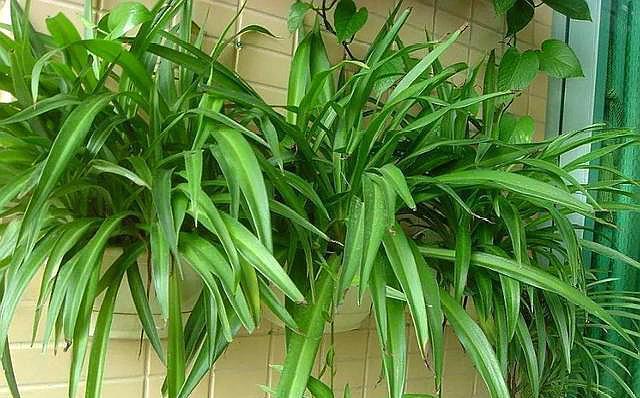 养吊兰，做好“2点”，叶片又宽、又大、油绿又肥厚！