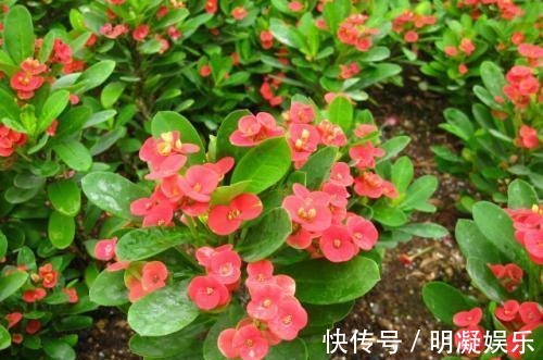 长春花|世界六大花期最长的花,养一盆全年有花赏,快看看你养过没